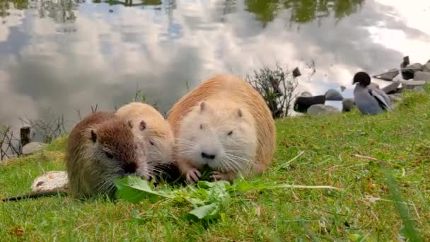 Οικογένεια Nutria Αστεία Ζώα Τρώνε Γρασίδι Στη Λίμνη Ακτή Φυσικό — Αρχείο Βίντεο