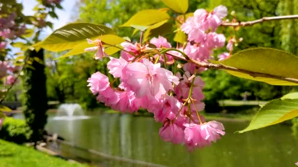 Ramo Sakura Fiore Fiori Rosa Primo Piano Lago Cittadino Con — Video Stock