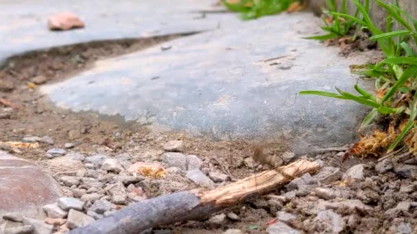 Mosca Guindaste Saltitante Mosquito Engraçado Perto Rio Inseto Gigante Pernas — Vídeo de Stock