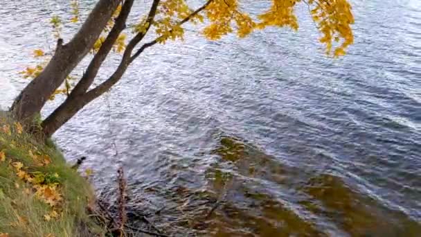 호수의 강둑에 — 비디오