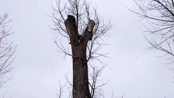 Δέντρο Χιονόπτωση Νιφάδες Χιονιού Πέφτουν Από Συννεφιασμένο Ουρανό Χειμερινός Καιρός — Αρχείο Βίντεο