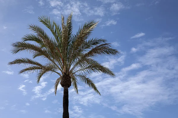 Achtergrond Tropische Palmbomen Van Onderen Gezien Met Blauwe Lucht Stockfoto