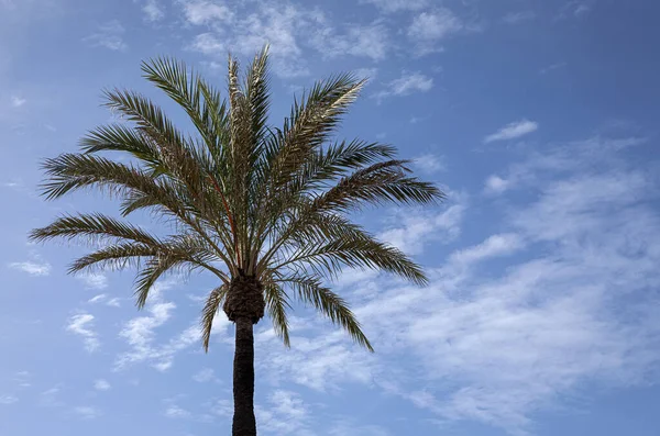 Bakgrund Tropiska Palmer Sett Underifrån Med Blå Himmel Stockbild