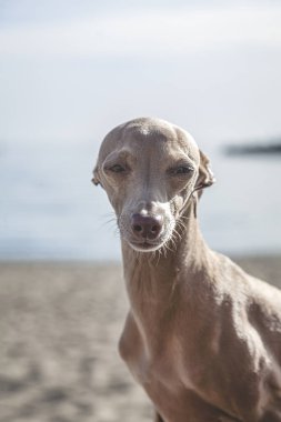 İtalyan Greyhound cinsi köpek. Odaklanmamış bir geçmişi var.