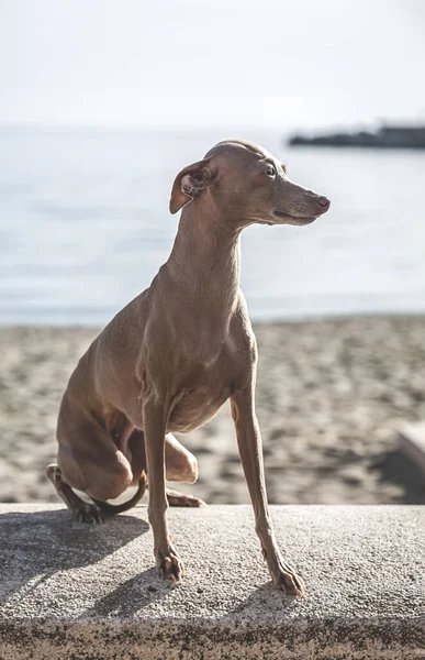 Italian Greyhound Breed Dog Posing Unfocused Background Imagem De Stock