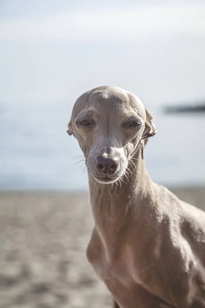 意大利灰狗品种的狗摆出背景不集中的样子 图库照片