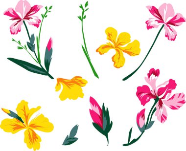 Beyaz arka planda izole edilmiş farklı çiçek kümeleri. Vektör illüstrasyonu.