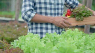 Organik tarım, salata çiftliği. Çiftçiler salata sebzelerini yağmurlu havada tahta kutulara hasat ederler. Hidrofonik sebzeler doğal olarak yetişir. sera bahçesi, Ekolojik Biyolojik, Sağlıklı, Vejetaryen, ekoloji