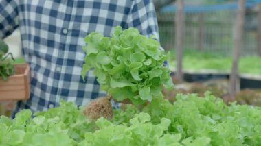 Organik tarım, salata çiftliği. Çiftçiler salata sebzelerini yağmurlu havada tahta kutulara hasat ederler. Hidrofonik sebzeler doğal olarak yetişir. sera bahçesi, Ekolojik Biyolojik, Sağlıklı, Vejetaryen, ekoloji
