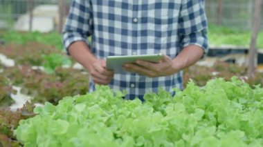 Organik tarım, salata çiftliği. Çiftçiler tabletteki başvuruların kalite kayıtlarını tekrar kontrol ediyorlar. Hidrofonik sebzeler doğal olarak yetişir. sera bahçesi, Ekolojik Biyolojik, Sağlıklı, Vejetaryen, ekoloji