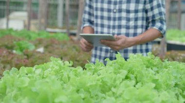 Organik tarım, salata çiftliği. Çiftçiler tabletteki başvuruların kalite kayıtlarını tekrar kontrol ediyorlar. Hidrofonik sebzeler doğal olarak yetişir. sera bahçesi, Ekolojik Biyolojik, Sağlıklı, Vejetaryen, ekoloji