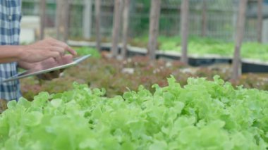 small business, Organic farming, salad farm. Farmers recheck quality record on application on tablet. Hydroponics vegetable grow naturally. greenhouse garden, Ecological Biological, Healthy, Vegetarian, ecology