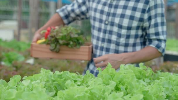 有机耕作 沙拉农场 农民在下雨天把沙拉蔬菜放进木箱里 水栽蔬菜自然生长 温室园 — 图库视频影像