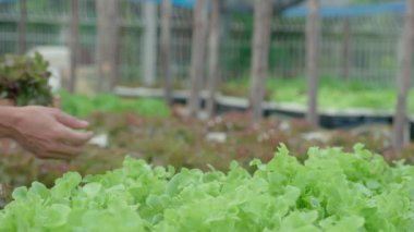 Organik tarım, salata çiftliği. Çiftçiler salata sebzelerini yağmurlu havada tahta kutulara hasat ederler. Hidrofonik sebzeler doğal olarak yetişir. sera bahçesi, Ekolojik Biyolojik, Sağlıklı, Vejetaryen, ekoloji