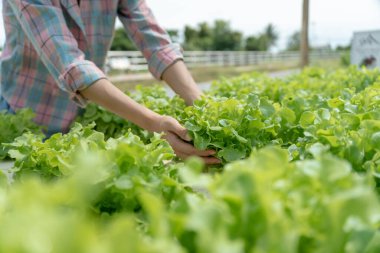 Organic farming, salad farm. Farmers harvest salad vegetables into wooden boxes in rainy. Hydroponics vegetable grow naturally. greenhouse garden, Ecological Biological, Healthy, Vegetarian, ecolog