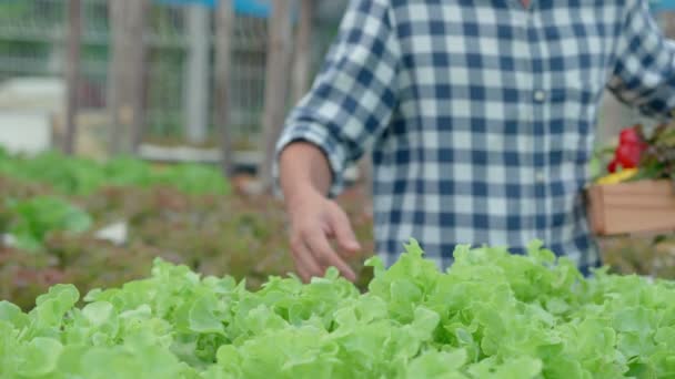 Agricultura Ecológica Granja Ensaladas Los Agricultores Cosechan Verduras Ensalada Cajas — Vídeo de stock