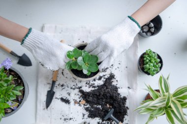 hobbies, holiday events, lift style, activity on vacant time, careers, woman is preparing to plant a tree by preparing the soil and place for planting. Planting trees helps reduce global warming