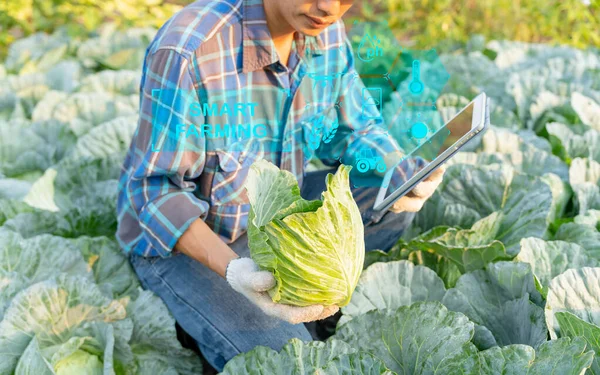 Farmers use the main data network in the internet, agricultural technology, work on crop data analysis by tablet ,technology for plantation data link with internet make a good plant organic product.