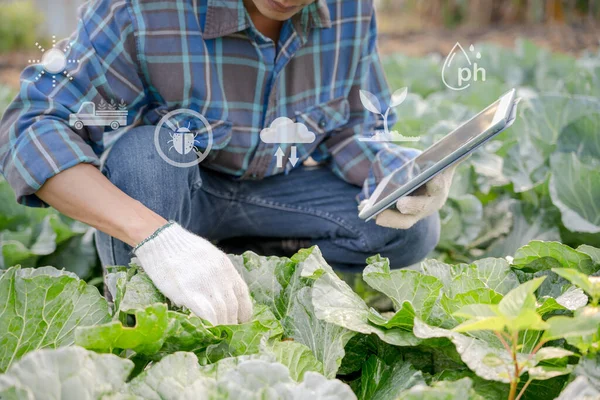 Çiftçiler Internetteki Ana Veri Ağını Tarım Teknolojisini Tabletle Ürün Veri — Stok fotoğraf