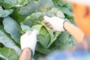 man farmer with fresh vegetables, cabbage harvest, natural selection, organic, harvest season, agricultural business owner, young smart framing, healthy lifestyle, farm and garden direct, non toxi