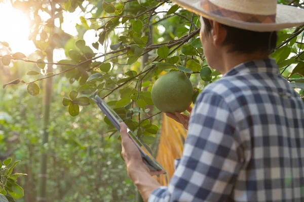 Organik tarım, meyve çiftliği. Çiftçiler tabletteki başvuruların kalite kayıtlarını tekrar kontrol ediyorlar. Pomelo doğal olarak, Ekolojik Biyolojik, Sağlıklı, Teknoloji, Zehirsiz, Hasat, Bilimsel, Akademik