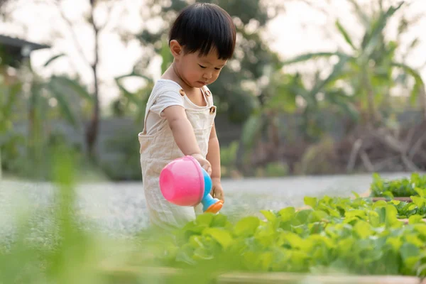 stock image Organic farming at home, organic vegetable farm. Children watering organic vegetables . Non toxic vegetable grow naturally. greenhouse garden, Ecological Biological, Healthy, Vegetarian, ecology