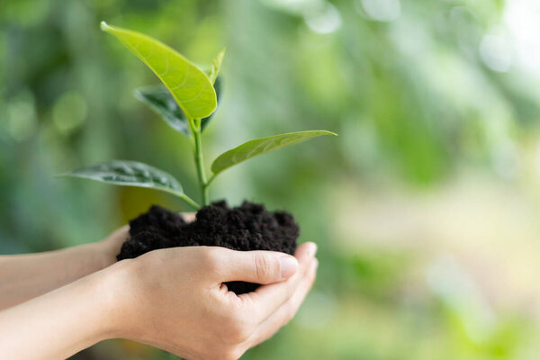 женщина держит молодое дерево готово расти в плодородной почве, подготовиться к растению и уменьшить глобальное потепление, спасти окружающую среду, спасти жизнь, посадить дерево мир день окружающей среды, устойчивый, волонтер.