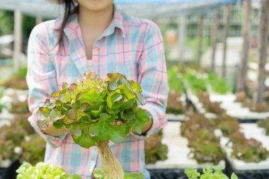 Organik tarım, salata çiftliği. Çiftçiler salata sebzelerini yağmurlu havada tahta kutulara hasat ederler. Hidrofonik sebzeler doğal olarak yetişir. sera bahçesi, Ekolojik Biyolojik, Sağlıklı, Vejetaryen, ekoloji