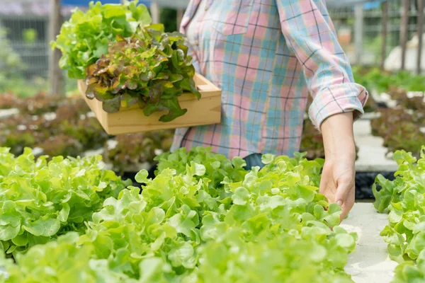 Pertanian Organik Peternakan Salad Petani Memanen Sayuran Salad Dalam Kotak — Stok Foto