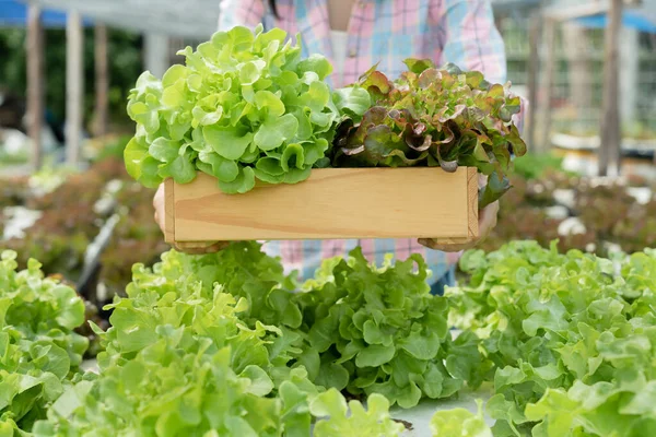 Pertanian Organik Peternakan Salad Petani Memanen Sayuran Salad Dalam Kotak — Stok Foto