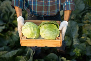 man farmer with fresh vegetables, cabbage harvest, natural selection, organic, harvest season, agricultural business owner, young smart framing, healthy lifestyle, farm and garden direct, non toxic