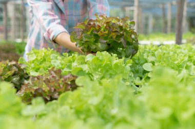 Organik tarım, salata çiftliği. Çiftçiler salata sebzelerini yağmurlu havada tahta kutulara hasat ederler. Hidrofonik sebzeler doğal olarak yetişir. sera bahçesi, Ekolojik Biyolojik, Sağlıklı, Vejetaryen, ekoloji