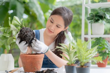 Güzel Asyalı kadın bitkiler ve saksılarda bakım ağaçları hobi ve rahatlama amaçlı. fabrika satışları küçük iş. Ev bahçesi, orman, bahçıvan, çiçek süslemesi, yeşil, mutlu bir yaşam tarzı.