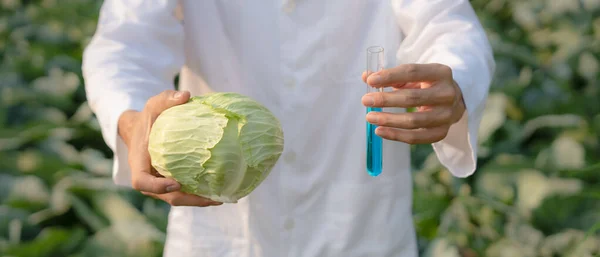 科学家在室外检查化学食物残留物 控制专家检查水果 蔬菜的质量 实验室 Roh 发现违禁物质 显微镜 微生物学家 — 图库照片