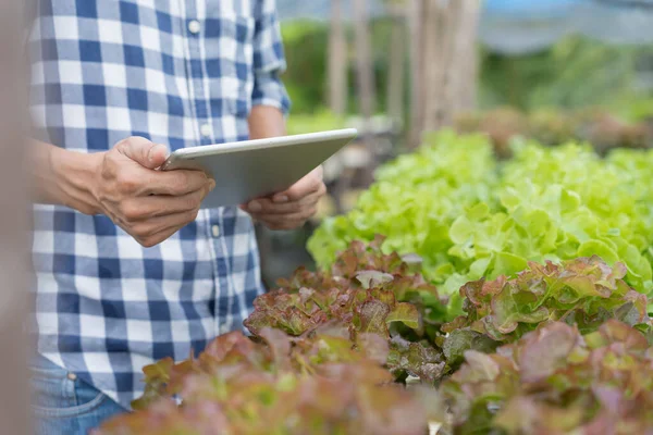 Organic farming, salad farm. Farmers recheck quality record on application on tablet. Hydroponics vegetable grow naturally. greenhouse garden, Ecological Biological, Healthy, Vegetarian, ecology