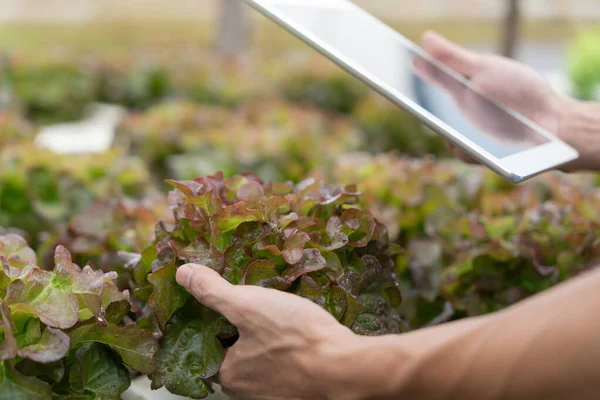 Organik Tarım Salata Çiftliği Çiftçiler Tabletteki Başvuruların Kalite Kayıtlarını Tekrar — Stok fotoğraf