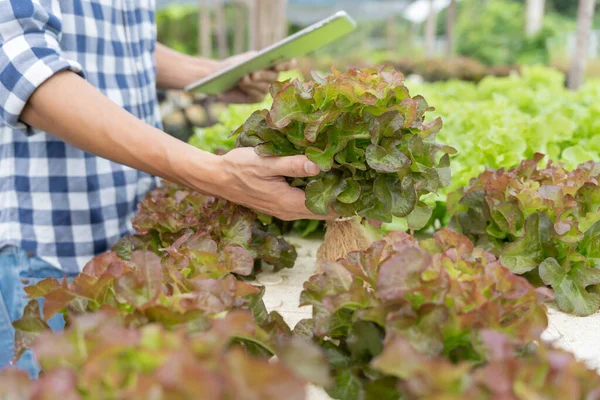 Pertanian Organik Peternakan Salad Petani Memeriksa Kembali Catatan Kualitas Pada — Stok Foto