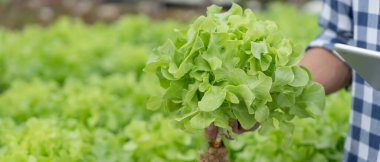 Organic farming, salad farm. Farmers harvest salad vegetables into wooden boxes in rainy. Hydroponics vegetable grow naturally. greenhouse garden, Ecological Biological, Healthy, Vegetarian, ecolog