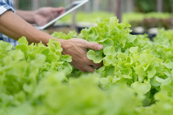 Organik tarım, salata çiftliği. Çiftçiler tabletteki başvuruların kalite kayıtlarını tekrar kontrol ediyorlar. Hidrofonik sebzeler doğal olarak yetişir. sera bahçesi, Ekolojik Biyolojik, Sağlıklı, Vejetaryen, ekoloji