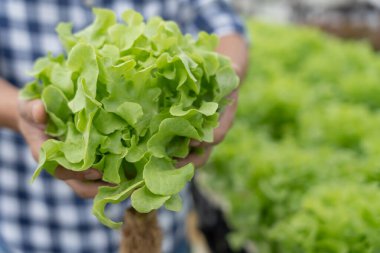 Organik tarım, salata çiftliği. Çiftçiler salata sebzelerini yağmurlu havada tahta kutulara hasat ederler. Hidrofonik sebzeler doğal olarak yetişir. sera bahçesi, Ekolojik Biyolojik, Sağlıklı, Vejetaryen, ekoloji
