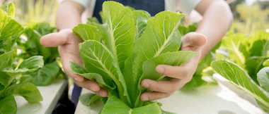 Organik tarım, salata çiftliği. Çiftçiler salata sebzelerini yağmurlu havada tahta kutulara hasat ederler. Hidrofonik sebzeler doğal olarak yetişir. sera bahçesi, Ekolojik Biyolojik, Sağlıklı, Vejetaryen, ekoloji