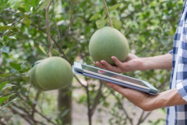 Organik tarım, meyve çiftliği. Çiftçiler tabletteki başvuruların kalite kayıtlarını tekrar kontrol ediyorlar. Pomelo doğal olarak, Ekolojik Biyolojik, Sağlıklı, Teknoloji, Zehirsiz, Hasat, Bilimsel, Akademik