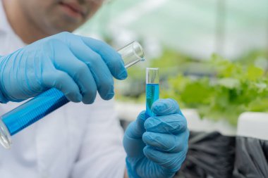 Organik tarım, salata çiftliği. Bilim çiftçileri ekme sırasında su koşullarını kontrol ediyorlar, böcek ilacı kalıntılarını kontrol ediyorlar. Hidrofonik sebze, Ekolojik Biyolojik, Sağlıklı, Vejetaryen, ekolog