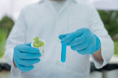 Organik tarım, salata çiftliği. Bilim çiftçileri ekme sırasında su koşullarını kontrol ediyorlar, böcek ilacı kalıntılarını kontrol ediyorlar. Hidrofonik sebze, Ekolojik Biyolojik, Sağlıklı, Vejetaryen, Ekoloji