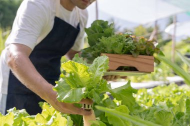 Organik tarım, salata çiftliği. Çiftçiler salata sebzelerini yağmurlu havada tahta kutulara hasat ederler. Hidrofonik sebzeler doğal olarak yetişir. sera bahçesi, Ekolojik Biyolojik, Sağlıklı, Vejetaryen, ekoloji