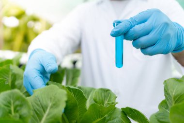 Organik tarım, salata çiftliği. Bilim çiftçileri ekme sırasında su koşullarını kontrol ediyorlar, böcek ilacı kalıntılarını kontrol ediyorlar. Hidrofonik sebze, Ekolojik Biyolojik, Sağlıklı, Vejetaryen, Ekoloji