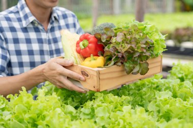 Organik tarım, salata çiftliği. Çiftçiler salata sebzelerini yağmurlu havada tahta kutulara hasat ederler. Hidrofonik sebzeler doğal olarak yetişir. sera bahçesi, Ekolojik Biyolojik, Sağlıklı, Vejetaryen, ekolog