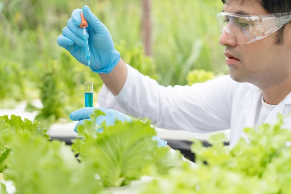 Scientist check chemical food residues on outdoor. Control experts inspect quality of fruits, vegetables. lab, hazards, ROHs, find prohibited substances, contaminate, Microscope, Microbiologist