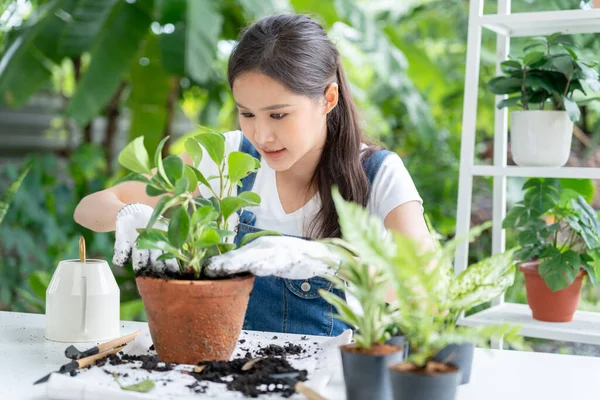 beautiful Asian woman female plant and take care trees in flowerpots as hobby and relax. plant sales small business. house garden, jungle, gardener, flower decoration, green, happy lifestyle in home