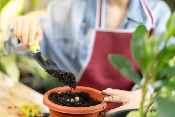 Mujer Planta Cuidar Árboles Macetas Como Hobby Relajarse Venta Plantas Fotos De Stock